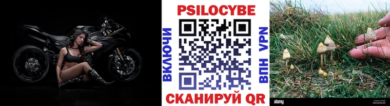 Псилоцибиновые грибы Psilocybine cubensis  Терек 
